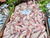 المرجان بـ 50 جنيها والبلطى 40 جنيها.. أسعار الأسماك بكفر الشيخ الجمعة 30 يناير