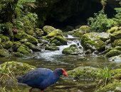 عمرها مليون عام.. اكتشاف حفريات فى كهف بنيوزيلندا تعود للعصر الجليدى