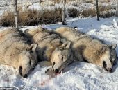 إعدام ثلاثة ذئاب رمادية يثير غضب ناشطي البيئة