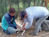 بيطرى كفر الشيخ تنظم حملة لتحصين الكلاب ضد السعار بقرى بلطيم وبيلا ومطوبس