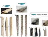 اكتشاف رماح مصنوعة من عظام الحيتان عمرها 5 آلاف عام فى البرازيل