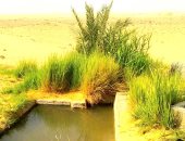 اختلفت حولها التفسيرات العلمية.. أغرب الآبار فى العالم تنتشر فى صحراء الوادي الجديد أحدها تزيد درجة حرارتها عن 80 درجة فى الشتاء والغليان فى الصيف.. وعين السرو المسحورة تنضح مياها لمن يزورها.. صور