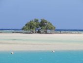 حماطة.. حيث يلتقي سحر البحر الأحمر برحلة الطيور المهاجرة