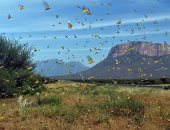 صمت الحشرات.. تحذير بيئى ينذر بمستقبل مقلق للبشرية بعد اختفاء بعض الكائنات