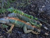 موجة برد قاسية تسقط حيوانات إجوانا متجمدة من أشجار فلوريدا