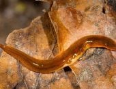 دودة قاتلة ترعب أوروبا.. تتكاثر ذاتيا وتهدد ملايين المحاصيل الزراعية.. فيديو