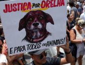 مقتل أوريليا يفجر الغضب.. تعرف على عقوبة إساءة معاملة الكلاب بالبرازيل