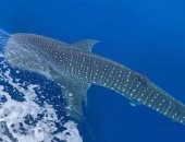 القرش بهلول.. كائن بحرى مسالم ينتمى للفصيلة الحوتية.. وينجذب لمياه البحر الأحمر الغنية بالغذاء والتنوع البيولوجى.. ودوام ظهوره قرب الشواطئ يحول مرسى علم لقبلة عشاق البيئة البحرية الطبيعية.. صور