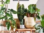 5 نباتات منزلية لجلب الحظ والطاقة الإيجابية.. بداية من فبراير لنهاية العام