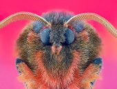 صور بديعة ولقطات ساحرة..  أعمال الفائزين فى مسابقة عام 2025 لجمعية المصورين