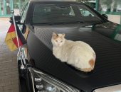 قطة على سيارة السفير  تبرز التعاون المصرى الألمانى فى صناعة السيارات