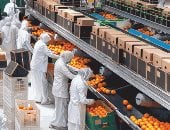 الصادرات الزراعية 2025 تسجل رقما قياسيا وتستحوذ على ربع صادرات مصر للعالم