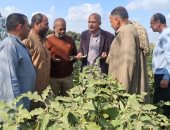 زراعة الإسماعيلية تكثف المرور الميدانى على المحاصيل الزراعية بالقصاصين والتل الكبير