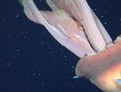 طوله 11 متر.. قنديل بحر شبح عملاق يثير الرعب فى الأرجنتين "فيديو"