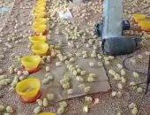 قرية برما بالغربية إمبراطورية إنتاج الثروة الداجنة في مصر.. تنتج 60% من إنتاج البط في مصر و25% من إنتاج الدواجن.. أحد المربين: حققنا فائضا كبيرا من إنتاج البط.. وانتجنا سلالة من البط البغالي ينافس المستورد