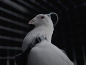 شركة روسية تروج لاستخدام غرسات دماغية لتحويل الحمام إلى أدوات مراقبة