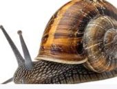 إنقاذ حلزون نادر من الانقراض بانجلترا