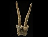 اكتشاف غطاء رأس مصنوع من جمجمة غزال يعود تاريخه إلى 7500 عام في ألمانيا