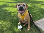 ملجأ حيوانات يفتح أبوابه لمشاركة سكان هاواى فى رحلات ميدانية مع كلاب بلا مأوى