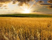 تفسير حلم القمح.. صحة وقوة أم يقظة وضغوط؟