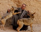 الرقص مع الذئاب.. مغامرة جديدة لليوم السابع فى جبال سوهاج بين صائدى الوحوش وملوك البرارى.. شاب صعيدى يرعى الكائنات المفترسة بمنزله.. ويؤكد: كائن صادق أوفى من الكلب ولا يخادع.. وأخطر أوقاته موسم التزاوج.. فيديو