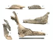 كشف لغز دفن جثة امرأة مع بغل فى إسبانيا قبل 2700 عام.. ما قصتها؟