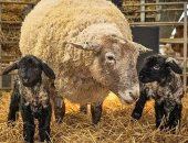 فيونا نعجة تتخلص من لقب الأكثر "وحدة" بإنجاب توأم بعد عامين