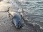 العثور على دولفين نافق على شواطئ رأس غارب شمال البحر الأحمر