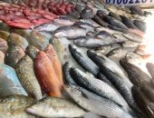 أشكال والوان.. رواج على شراء أسماك البحر الأحمر من حلقة سمك الغردقة.. فيديو