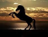 تفسير حلم الحصان.. الحرية والقوة أم تحذير قادم؟