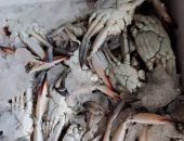 انخفاض طفيف فى اسعار الجندوفلى و الشراغيش.. أسعار السمك بالإسكندرية اليوم