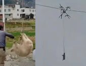 خنزير طائر يتسبب فى انقطاع الكهرباء عن قرية كاملة.. اعرف القصة