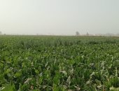 طقس مائل للبرودة وهبوب رياح بكفر الشيخ.. فيديو