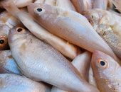 ارتفاع القاروص وانخفاض الدراك.. أسعار السمك بالإسكندرية اليوم 