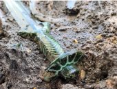 سيف عمره 3400 عام يكشف صناعة المعادن خلال العصر البرونزى