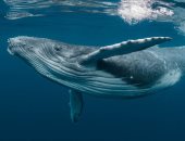 اليوم العالمى للحيتان.. دعوة لحماية عمالقة البحار والحفاظ على المناخ