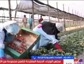 متحدث الزراعة: مصر الأولى عالميا في تصدير الفراولة المجمدة بنمو 82%