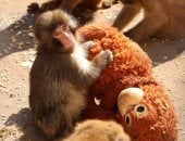 قرد يعتبر دمية والدته بعدما هجرته أمه ويثير تعاطف السوشيال ميديا.. صور