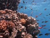 دايدالوس.. حيث تصنع الطبيعة تحفتها المرجانية النادرة بالبحر الأحمر 