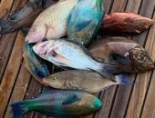 فطار وسحور وصيد وسياحة.. أجواء رمضانية فى قلب البحر الأحمر.. شباب الغردقة يحولون رحلات صيد النزهة إلى تجربة استثنائية.. الانطلاق فى العصارى والعودة باليوم التالى بعد قضاء ليلة كاملة وسط المياه.. صور