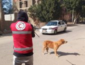 تحصين 30 كلبا ضالا بمناطق المستشفى العام والكورنيش بقنا
