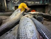 البوري يصل إلى 300 جنيه.. أسعار الأسماك في أسواق بورسعيد اليوم الأحد