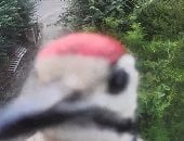 نقار خشب يحطم جرس باب ذكى بالضربة القاضية بعد 15 دقيقة من الهجوم.. فيديو