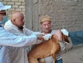 الزراعة: تحصين 12,665 كلب حر وتعقيم 1,593 منذ يناير 