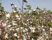 وزارة الزراعة تعلن الخريطة الصنفية للقطن لموسم 2026 وحظر الأنواع غير المعتمدة