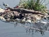 الطب البيطرى بالشرقية يفحص فيديو ظهور تمساح جديد بمصرف عزبة الزوامل