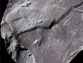 عمرها 300 مليون سنة.. اكتشاف آثار جلد زواحف فى ألمانيا