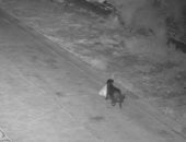 اتهام رجل إيطالي في كاتانيا بتدريب كلبه على إلقاء القمامة بشكل غير قانوني