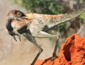 أقل من وزن الدجاجة.. الأرجنتين تكتشف أحفورا لأصغر أنواع الديناصورات