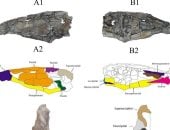 اكتشاف أول سمكة مفترسة بأسنان زاحفية من العصر الطباشيري بواحة الداخلة.. صور